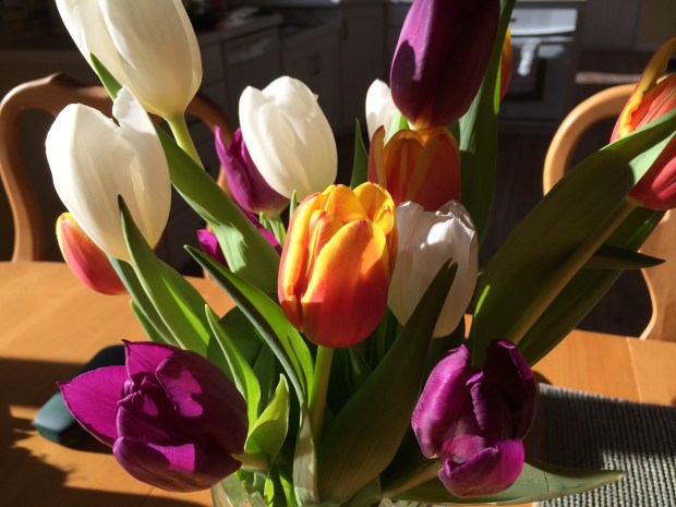 Our sun bathed tulips